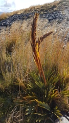 Aciphylla ferox