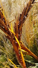 Aciphylla ferox