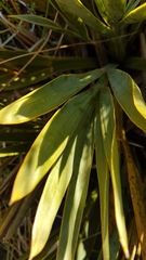 Aciphylla ferox