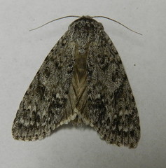 Acronicta impleta