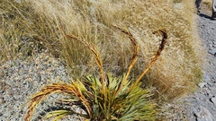 Aciphylla ferox