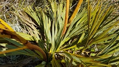 Aciphylla ferox