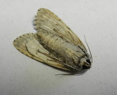 Acronicta impleta