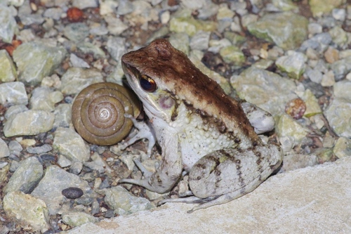 Dagger Frog, Babina holsti
