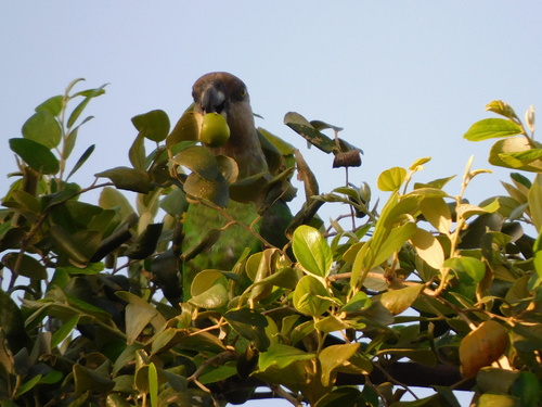 Brown-headed Parrot