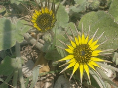 Arctotheca calendula