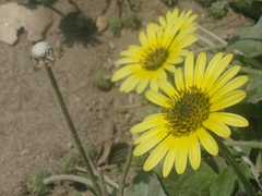 Arctotheca calendula
