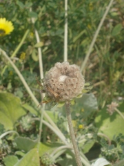 Arctotheca calendula