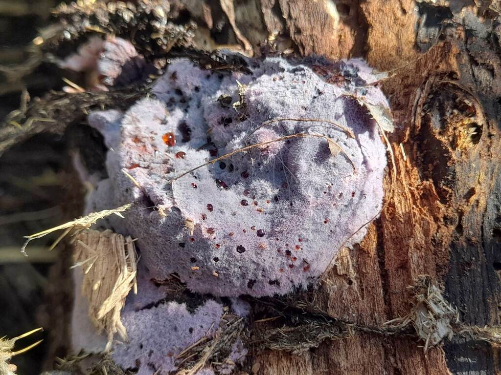 Punctularia atropurpurascens · August 2022 · photo: © rocio_pose (iNaturalist, cc-by)