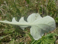 Arctotheca calendula