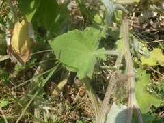 Arctotheca calendula
