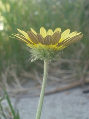 Arctotheca calendula