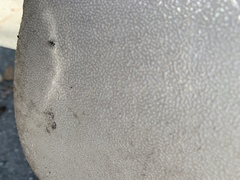 Camponotus novogranadensis