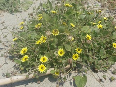 Arctotheca calendula