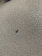 Camponotus novogranadensis