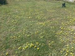 Arctotheca calendula