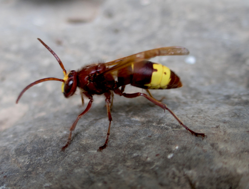 Oriental Hornet