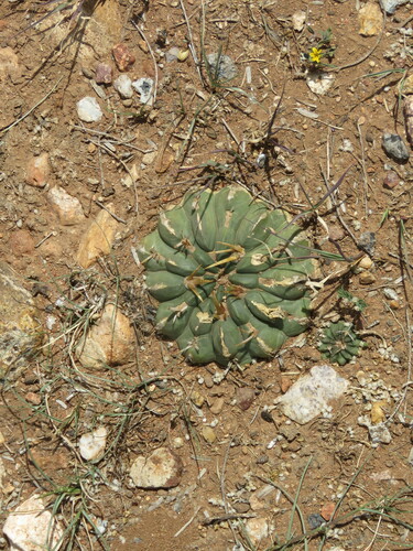 Stenocactus coptonogonus
