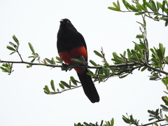 Hypopyrrhus pyrohypogaster