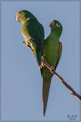 White-Eyed Parakeet photo 2