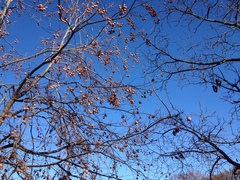 Diospyros virginiana
