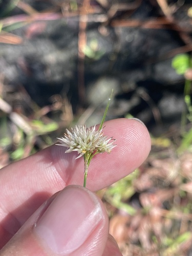 Pale Beaksedge (Rhynchospora pallida)