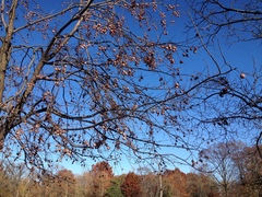 Diospyros virginiana