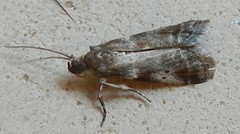 Acrobasis vaccinii