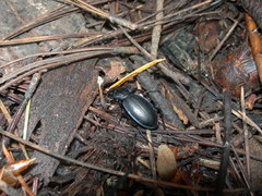 Carabus forreri