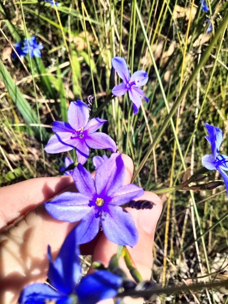 Blue cornlily from Port Macquarie NSW 2444, Australia on October 3