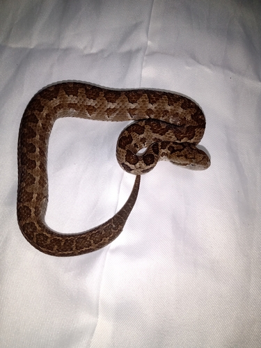 Godman's Montane Pit Viper