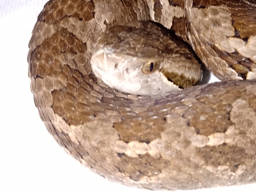 Godman's Montane Pit Viper
