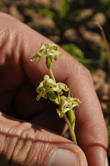 Disperis circumflexa circumflexa