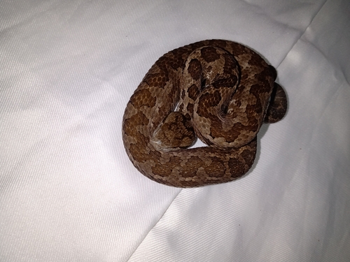 Godman's Montane Pit Viper