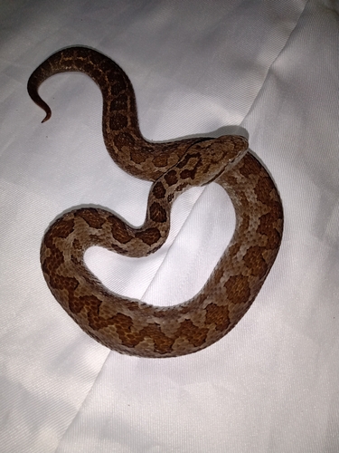 Godman's Montane Pit Viper