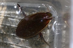 Cybister lateralimarginalis