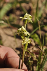 Disperis circumflexa circumflexa