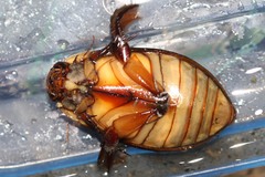 Cybister lateralimarginalis