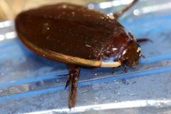 Cybister lateralimarginalis