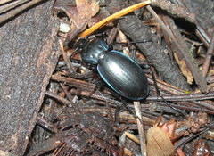 Carabus forreri