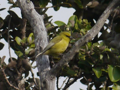 Chlorodrepanis virens