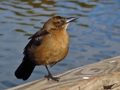 Great-Tailed Grackle photo 4