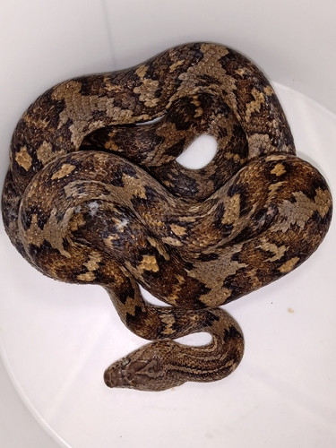 Central American Lyre Snake, Trimorphodon quadruplex