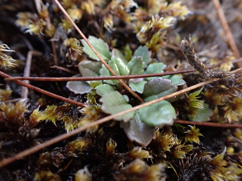 Image of Packera subnuda by (c) Aiva Noringseth, some rights reserved (CC BY)