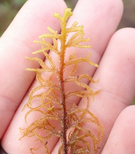Image of Mastigophora woodsii by (c) Aiva Noringseth, some rights reserved (CC BY)