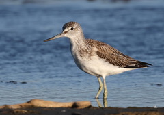 Common Greenshank photo 3