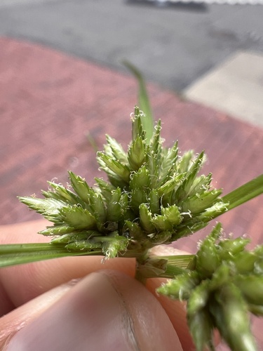 Cyperus nipponicus iNat (3)