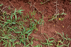 Chamaecrista garambiensis