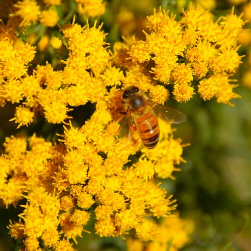 iNaturalist observation photo of Western Honey Bee