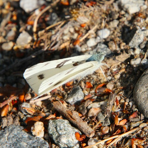 iNaturalist observation photo of Checkered White